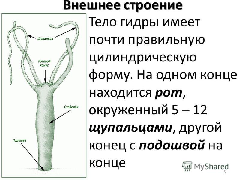 Что продает маркетплейс кракен